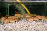 balihai_seafood_aquariums