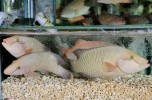 balihai_seafood_aquariums