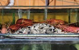 balihai_seafood_aquariums