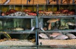 balihai_seafood_aquariums