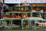 balihai_seafood_aquariums