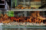 balihai_seafood_aquariums