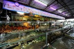 balihai_seafood_aquariums