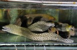 balihai_seafood_aquariums