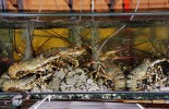 balihai_seafood_aquariums