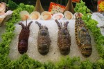 balihai_seafood_aquariums