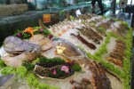 balihai_seafood_aquariums