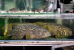 balihai_seafood_aquariums