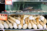 balihai_seafood_aquariums