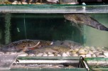 balihai_seafood_aquariums