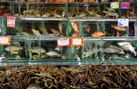 balihai_seafood_aquariums