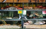 balihai_seafood_aquariums