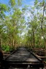 Delta Mangrove Planting