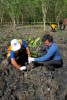 Delta Mangrove Planting